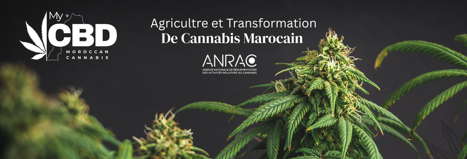cbd et cannabis marocain anrac fournisseur grossiste maroc